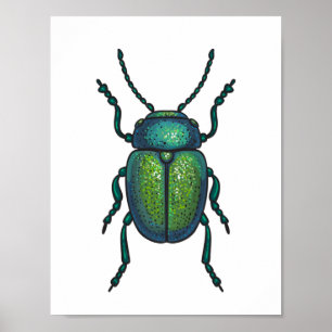 Poster The tansy beetle