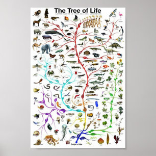 Poster The tree of life educational
