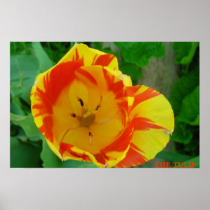 POSTER THE TULIP