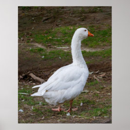 Poster The Walk About