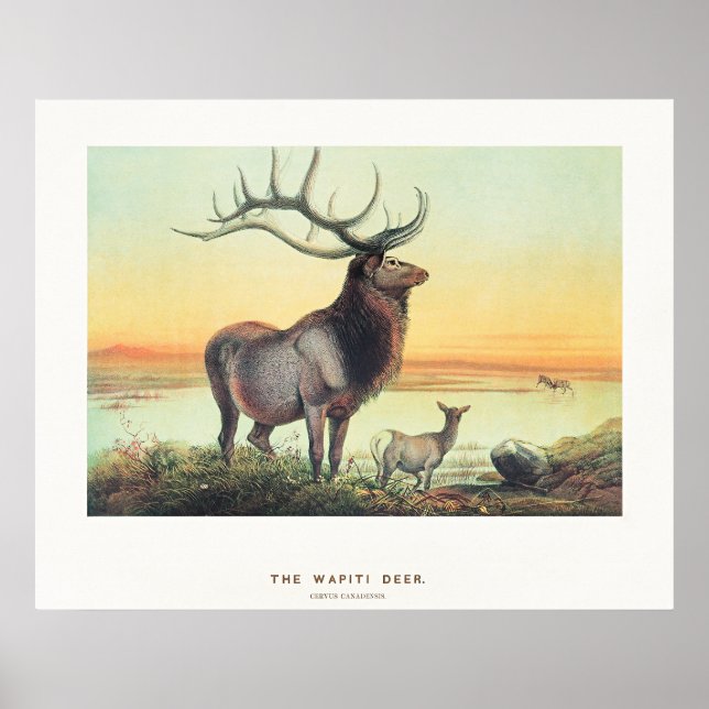 Poster The Wapiti Deer (Frente)
