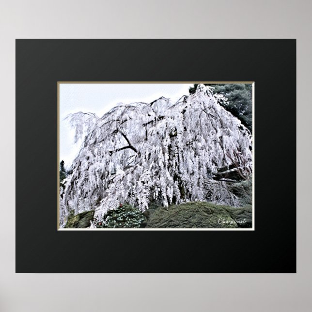 Poster The Weeping Cherry Tree: Ōno-ji temple (Frente)