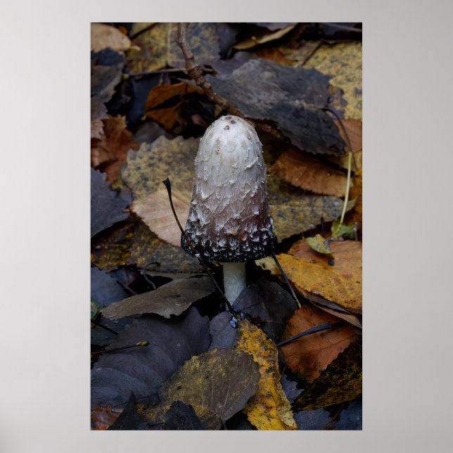 Poster The White Mushroom (Frente)