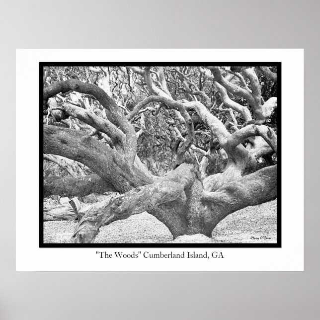 Poster "The Woods" Cumberland Island, GA (Frente)