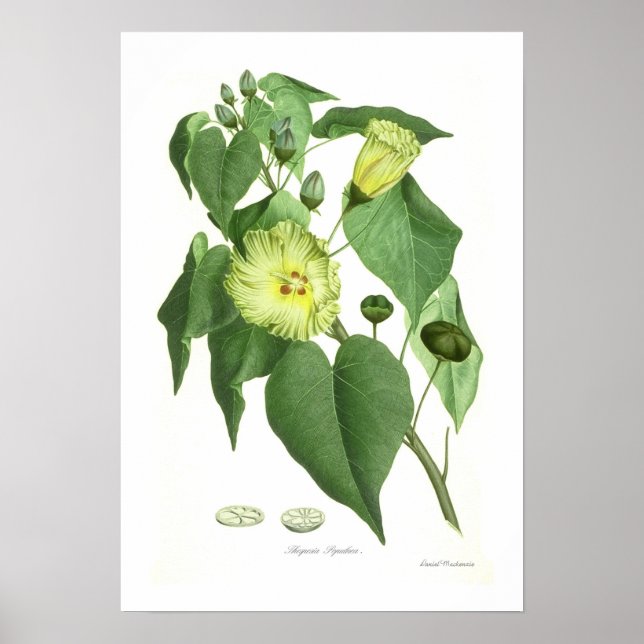 Poster Thespesia populnea (Frente)