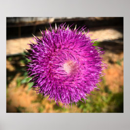 Poster Thistle,