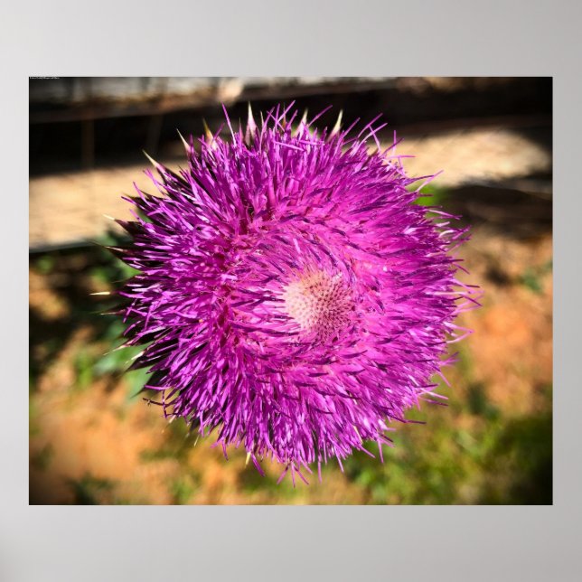 Poster Thistle, (Frente)