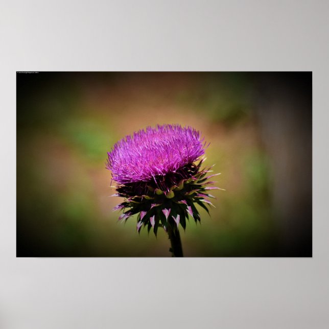 Poster Thistle, (Frente)