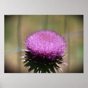 Poster Thistle,