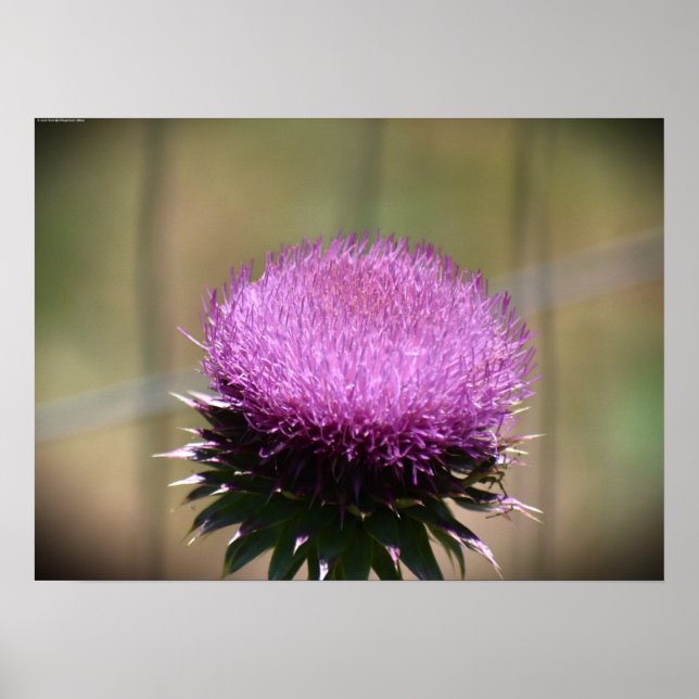 Poster Thistle, (Frente)