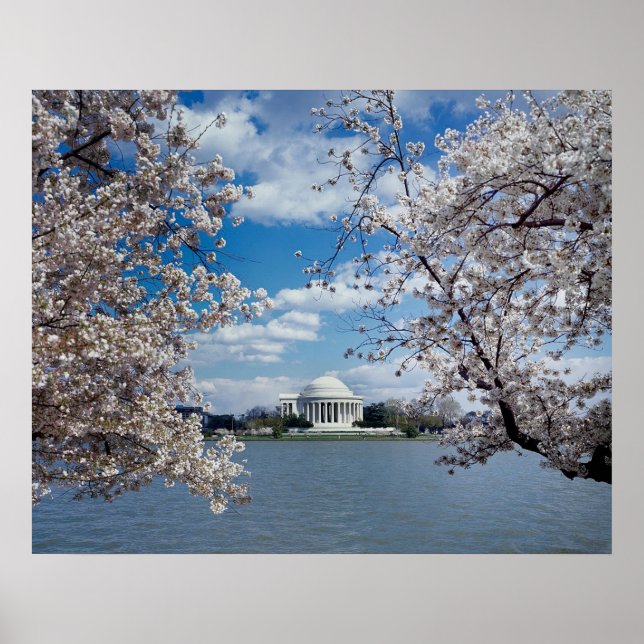 Póster Thomas Jefferson Memorial com Cherry Blossoms (Frente)