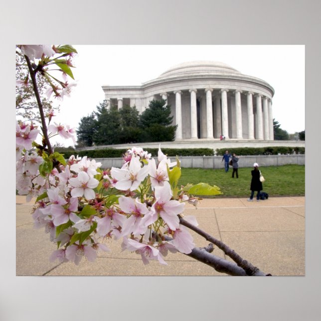 Póster Thomas Jefferson Memorial com flores de cereja (Frente)