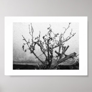 Poster Thorns Mantém-se preto e branco Fotografia