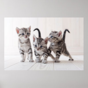 Póster Three American Shorthair Playing