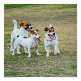 Póster Three Jack Russell Terriers Playing