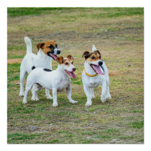 Póster Three Jack Russell Terriers Playing