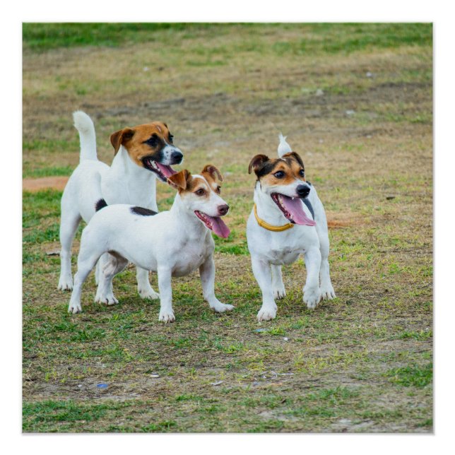 Póster Three Jack Russell Terriers Playing (Frente)