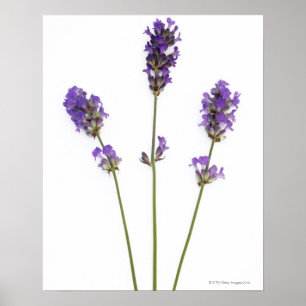 Póster Three stems of English purple lavender flowers,