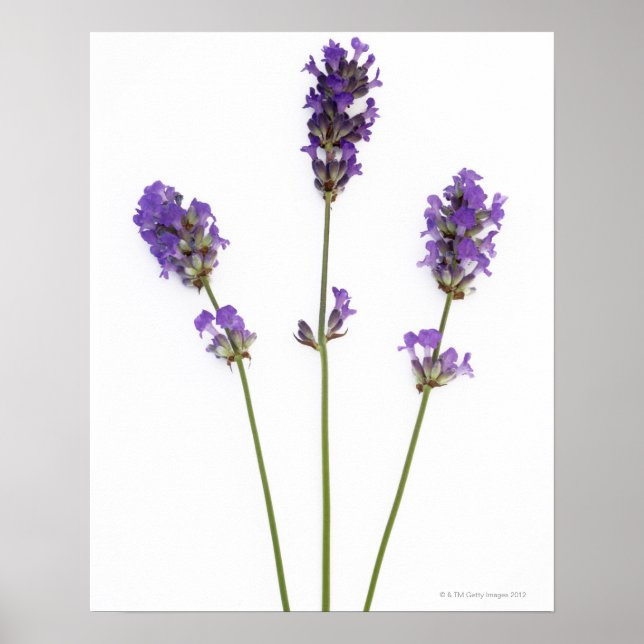 Póster Three stems of English purple lavender flowers, (Frente)