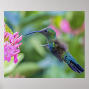 Poster Throated verde do colibri do Carib