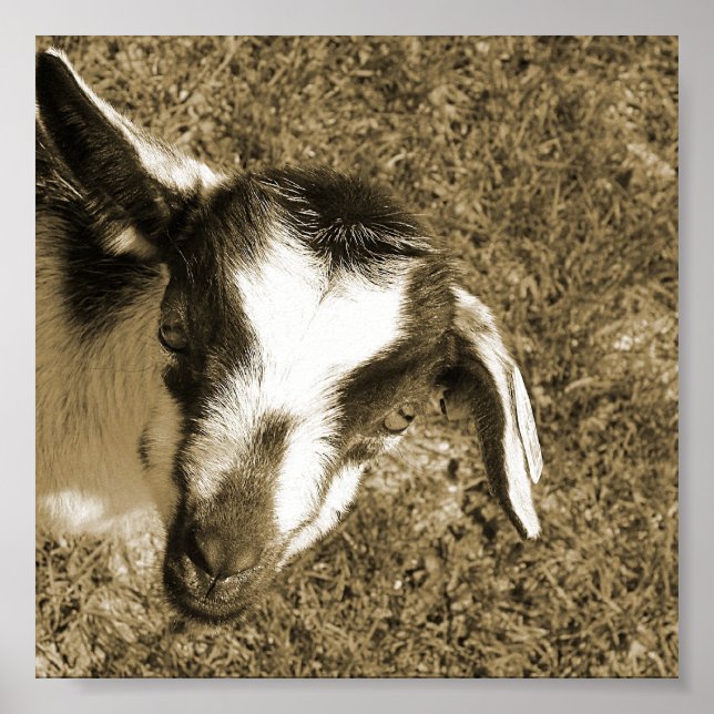 Poster Thumblina, o Cabra (Frente)