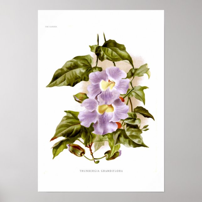 Póster Thunbergia grandiflora (Frente)