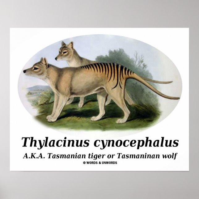 Póster Thylacinus cynocephalus (tigre ou lobo da Tasmânia (Frente)