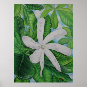 Póster Tiare Tahiti