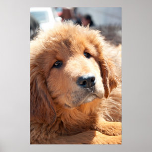 Poster Tibetan Mastiff