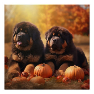 Póster Tibetano Mastiff Puppy Autumn Delight Pumpkin