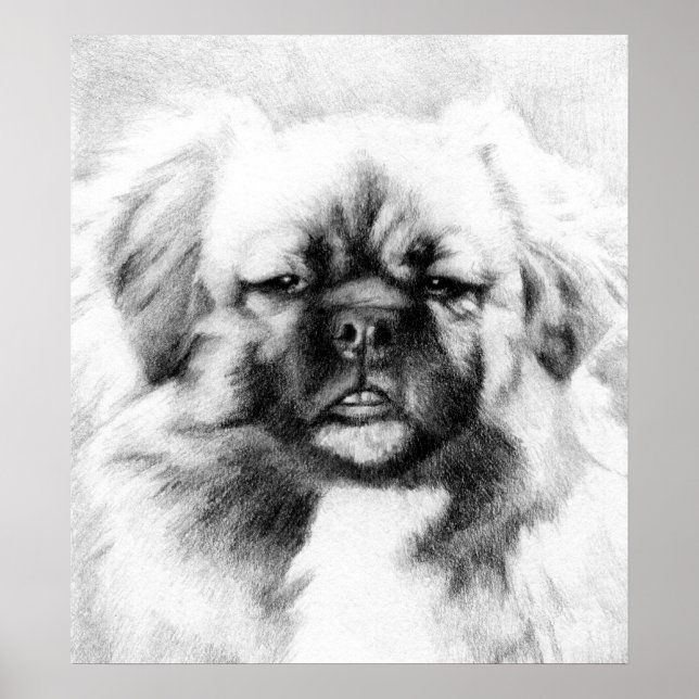 Poster Tibetano Spaniel Dog Potrait (Frente)