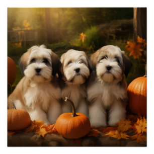 Póster Tibetano Terrier Puppy Autumn Delight Pumpkin