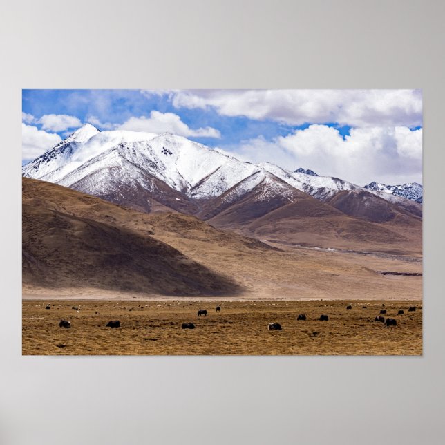 Poster Tibete - Paisagem de montanha com iaques (Frente)