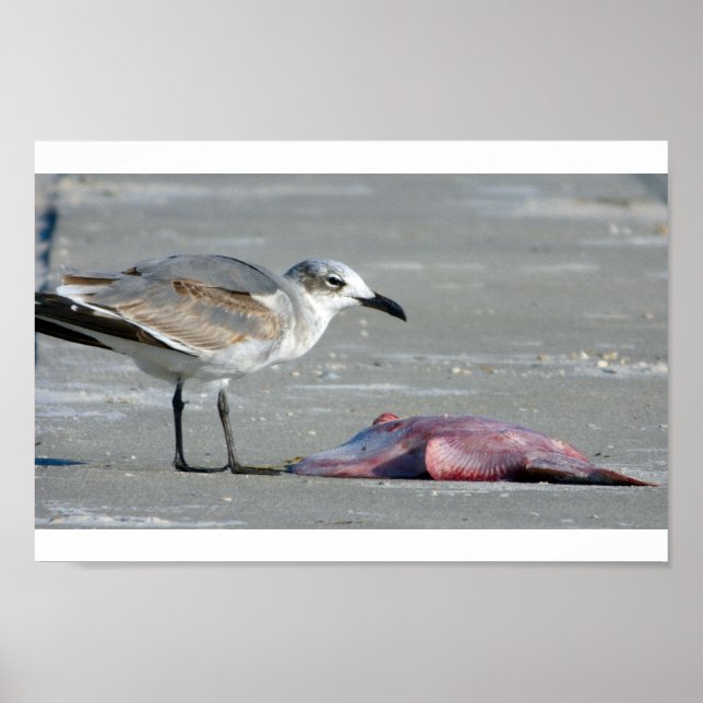 Poster Tidal Buffet (Frente)