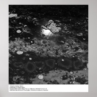 Poster Tidepools, estação de Bodega por Ansel Adams