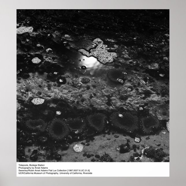 Poster Tidepools, estação de Bodega por Ansel Adams (Frente)