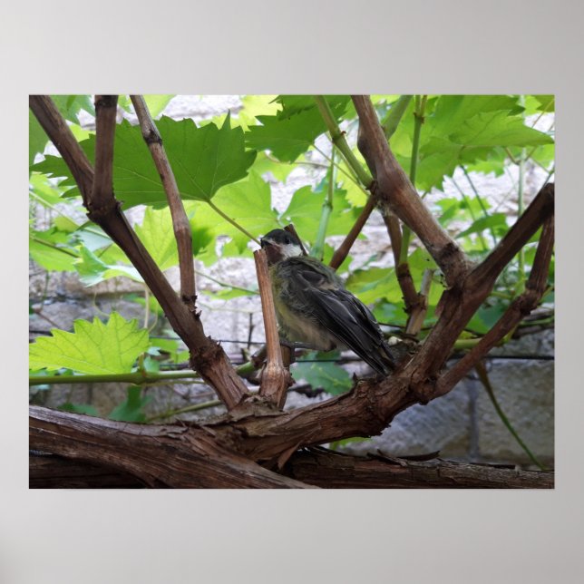 Poster Tidi, meu Pássaro, o Parus Major (Frente)