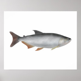 Poster Tiete tetra