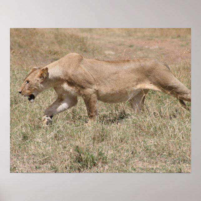 Poster tigela de leão (Frente)