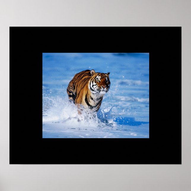 Poster Tiger (Frente)