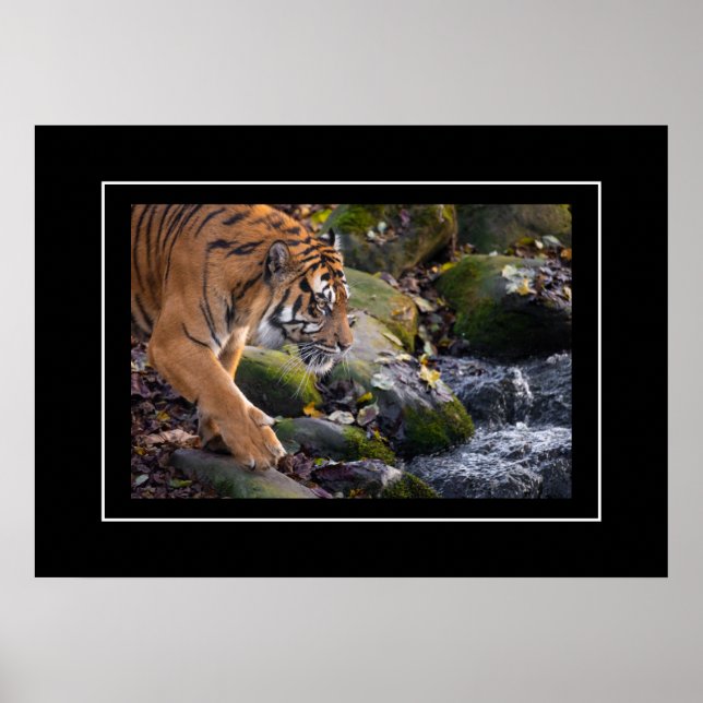 Poster Tiger (Frente)