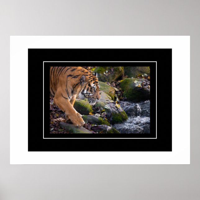 Poster Tiger (Frente)