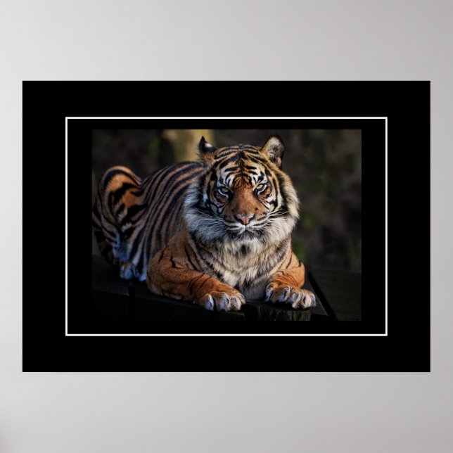 Poster Tiger (Frente)