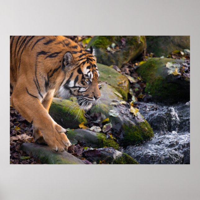 Poster Tiger (Frente)