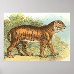 Póster Tiger