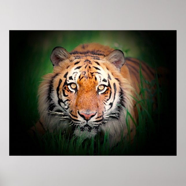 Poster Tiger (Frente)