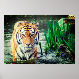 Poster Tiger
