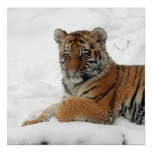 Póster Tiger_2015_0101