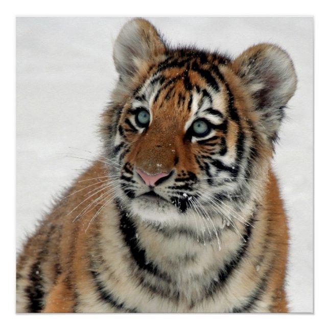Póster Tiger_2015_0108 (Frente)
