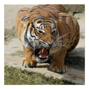 Póster Tiger_2015_0156